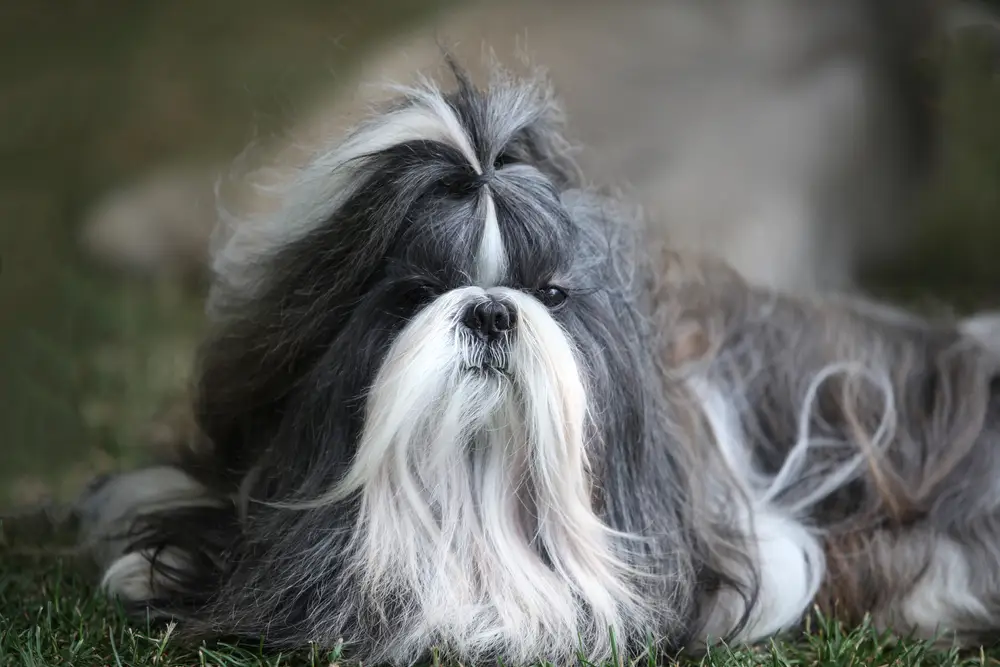 Shih Tzu: Size, Lifespan, Temperament, and Pictures